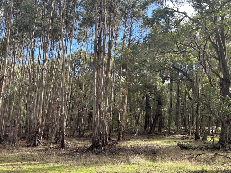 Lot 3 Bramley River Road Osmington WA 6285 - Image 2