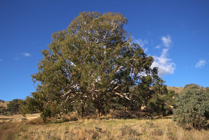 355 Gallymont Road Mandurama NSW 2792 - Image 1