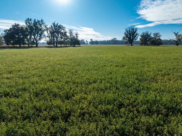 Click to view all images 2594 Bedgerabong Road Forbes NSW 2871 - Image 3