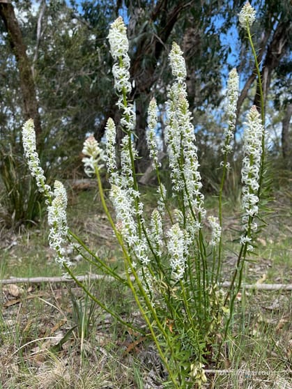 Click to view all images . South Gippsland Highway Woodside VIC 3874 - Image 2