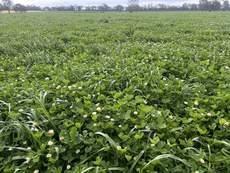 Click to view all images 'Willowbank' Urana Road Jindera NSW 2642 - Image 2