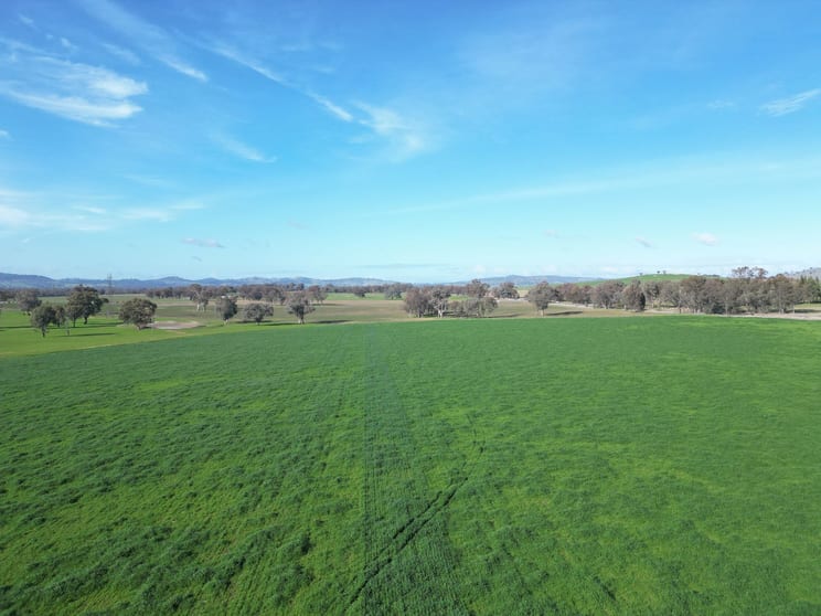Click to view all images 'Willowbank' Urana Road Jindera NSW 2642 - Image 3