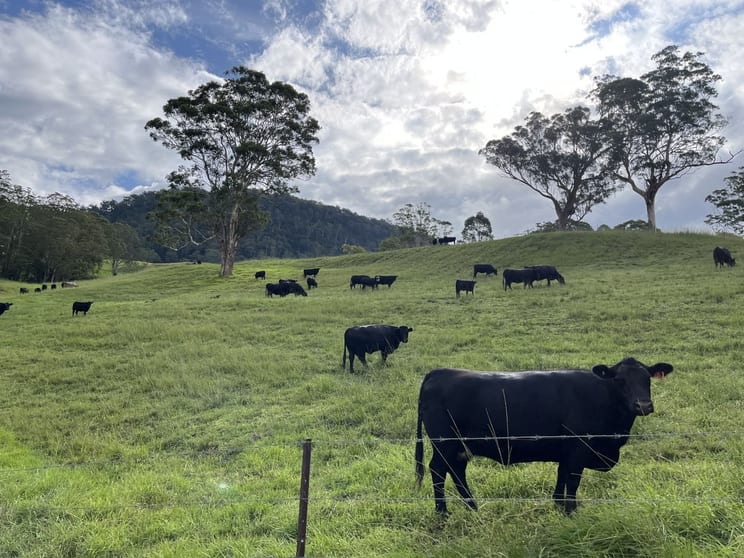 2319 Moss Vale Road Kangaroo Valley NSW 2577 - Image 3