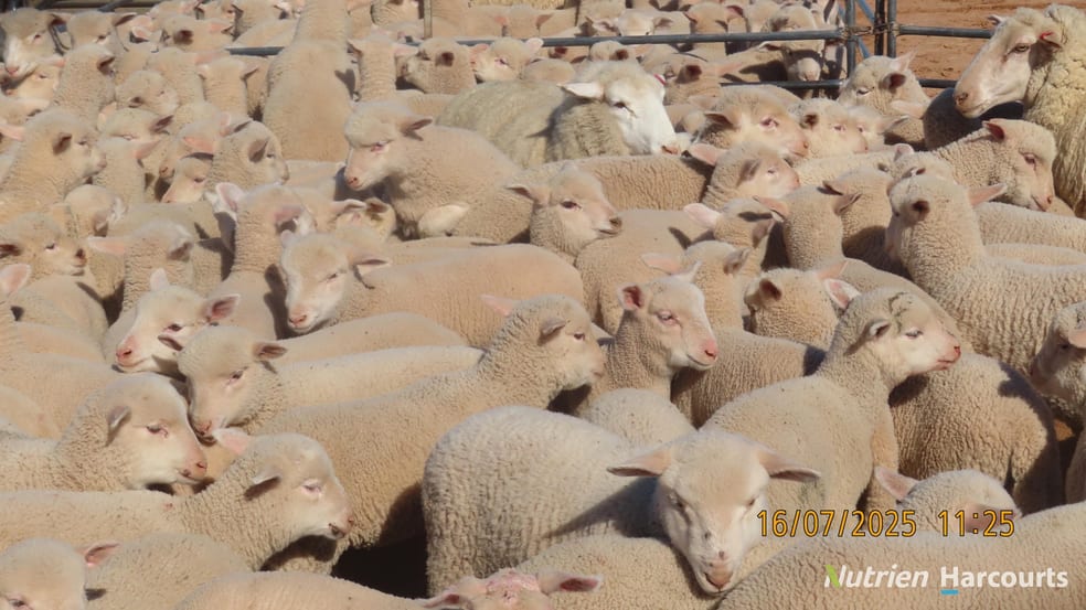 Click to view all images * Magenta Aggregation Balranald NSW 2715 - Image 3