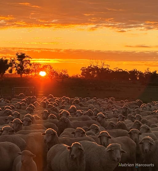 Click to view all images * Magenta Aggregation Balranald NSW 2715 - Image 1