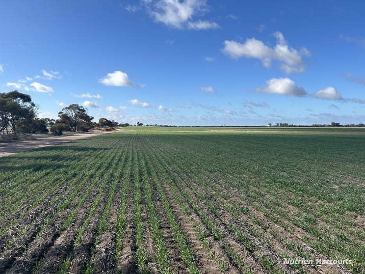. "Morgans", White Well & Mt Pleasant Roads Dumbleyung WA 6350 - Image 1