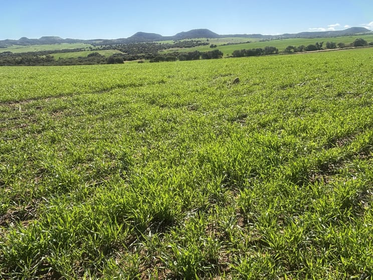 Lot 52 Starling Road Bowes WA 6535 - Image 1