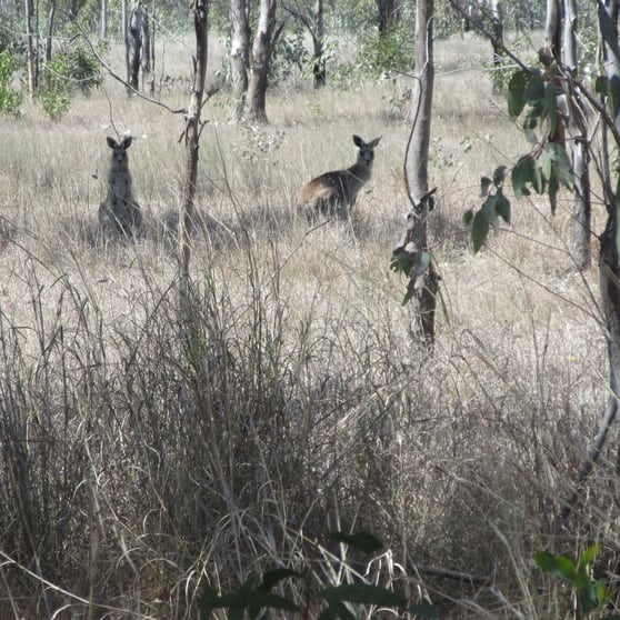 Click to view all images Lot/115 Kofoeds Road Tara QLD 4421 - Image 2
