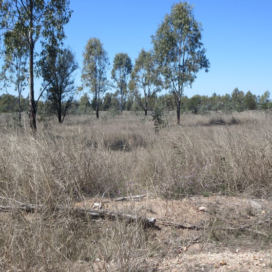 Click to view all images Lot/115 Kofoeds Road Tara QLD 4421 - Image 3
