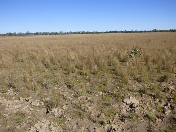 Click to view all images 9479 Balonne Highway Cunnamulla QLD 4490 - Image 2
