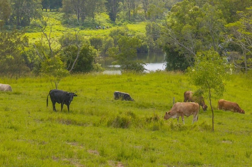 Dondingalong NSW 2440 - Image 3