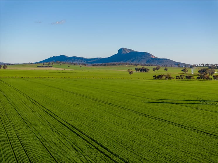 621 The Rock-Collingullie Road The Rock NSW 2655 - Image 1
