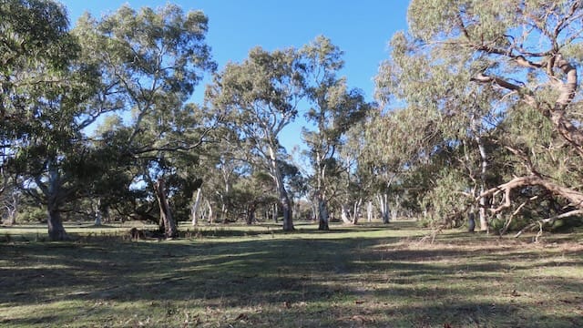 225 Coles-Killanoola Road Coles SA 5272 - Image 2