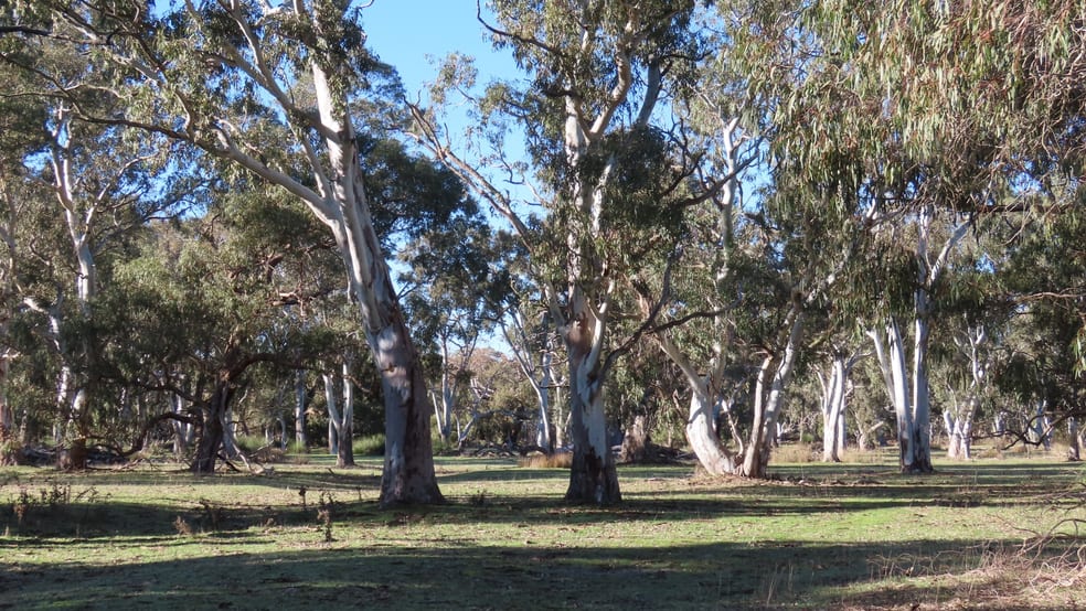 225 Coles-Killanoola Road Coles SA 5272 - Image 1