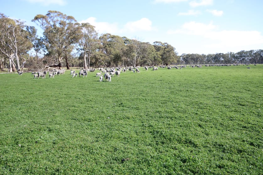 Click to view all images 202 Malones Road Naracoorte SA 5271 - Image 2