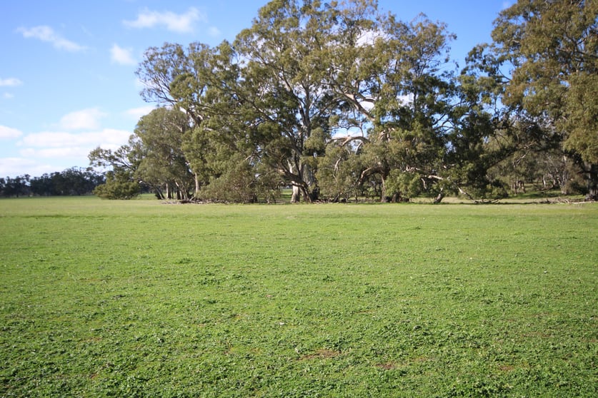 Click to view all images 202 Malones Road Naracoorte SA 5271 - Image 1