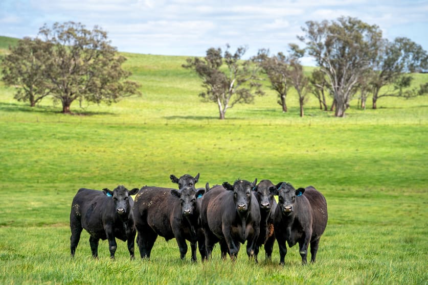 'Cronga Peak' 157 Cronga Peak Road Molong NSW 2866 - Image 1