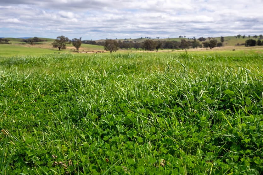'Cronga Peak' 157 Cronga Peak Road Molong NSW 2866 - Image 3