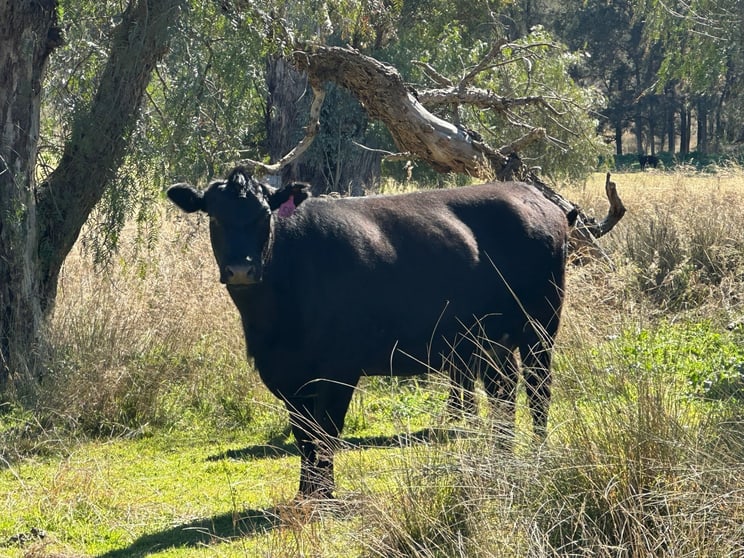 Click to view all images 2991 Halls Creek Road Halls Creek NSW 2346 - Image 2