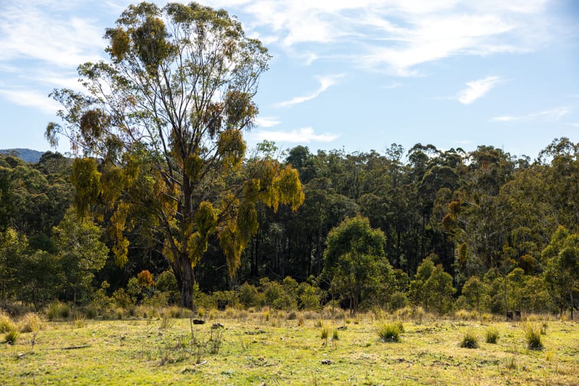 Click to view all images 3954 Tulloch Ard Road Buchan VIC 3885 - Image 2