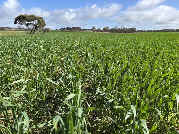 Lot 4 Poochera-Port Kenny Road Chandada SA 5680 - Image 1