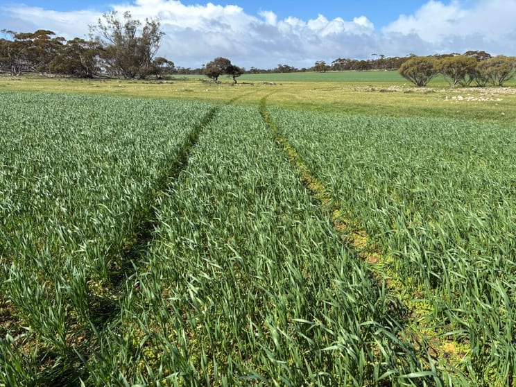 Lot 4 Poochera-Port Kenny Road Chandada SA 5680 - Image 2