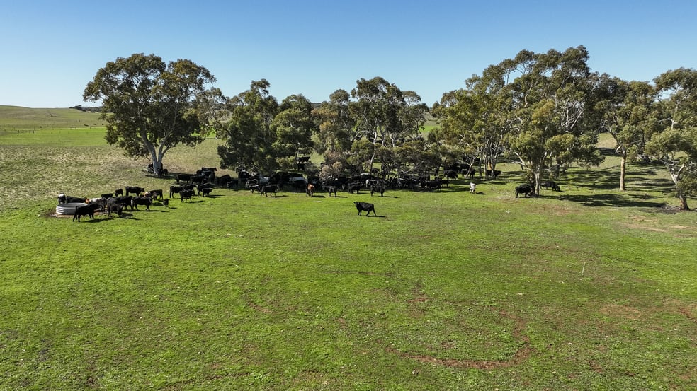 381 & 907 Pascoe Road Coonalpyn SA 5265 - Image 2