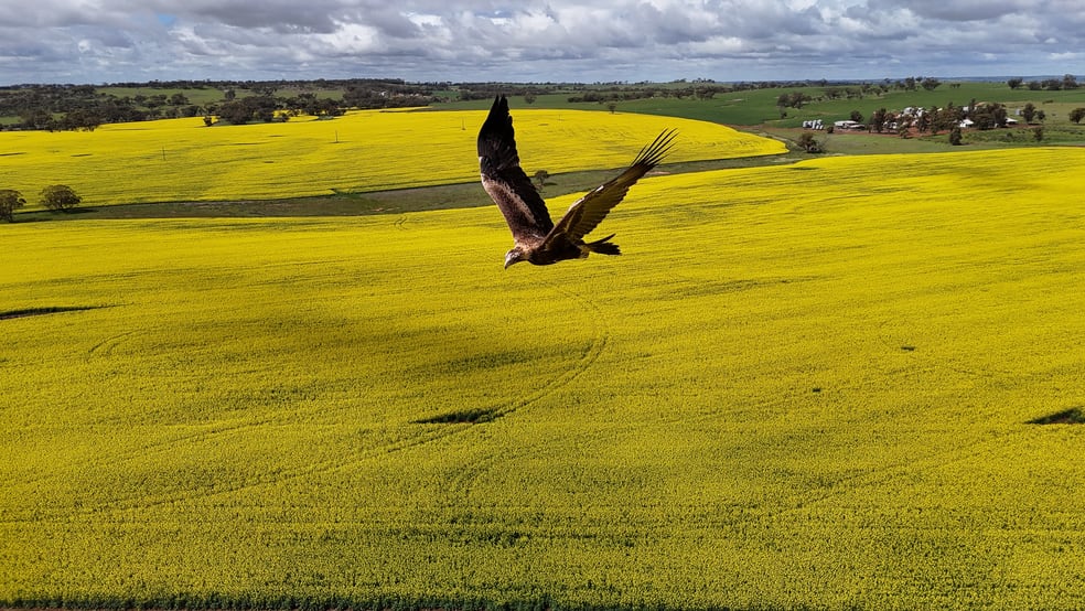 Click to view all images Kallaroo, 861 Old Geraldton Road Berkshire Valley WA 6510 - Image 1