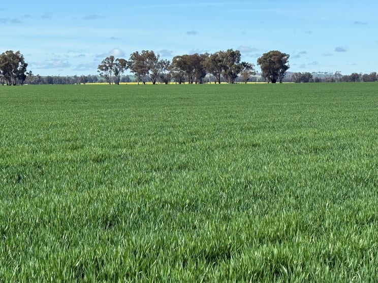 'SECKHOLDS' Bradshaws Lane Coolamon NSW 2701 - Image 3