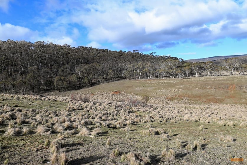 Click to view all images "Alumdale" 808 Jones Plain Road Shannons Flat NSW 2630 - Image 3