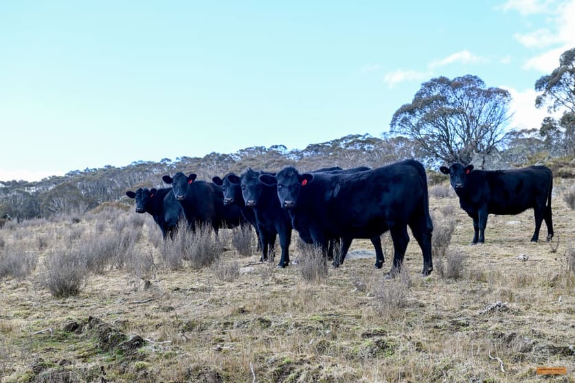 Click to view all images "Moles Station" 248 Hains Road Kybeyan NSW 2631 - Image 2