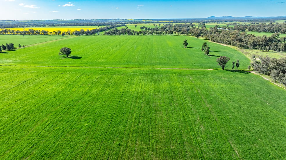 Click to view all images 'Blossom Farm' Klemkes Road Henty NSW 2658 - Image 3