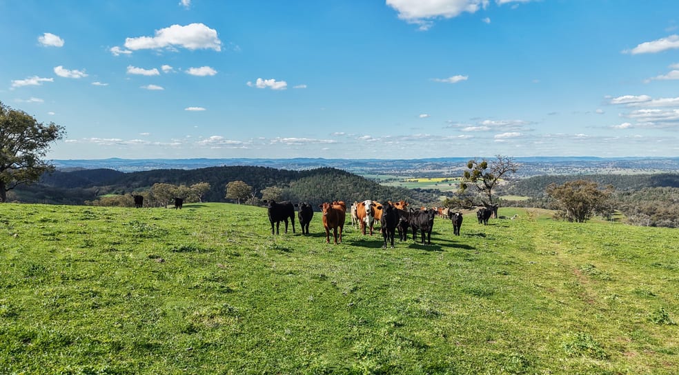 350 Ingles Road NEUREA Via Wellington NSW 2820 - Image 3