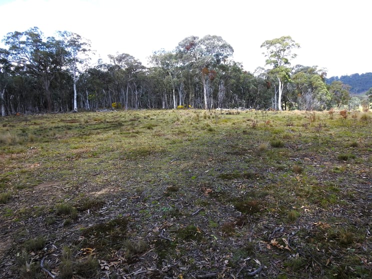 Bush Trees - Coolamigal Road Portland NSW 2847 - Image 3