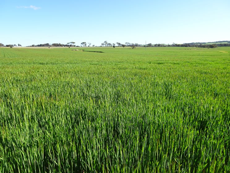 140 Yenellin Road Pingelly WA 6308 - Image 2