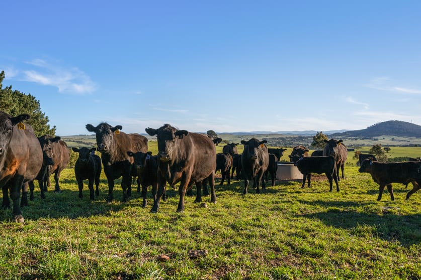 Click to view all images 11191 Nerriga Road Braidwood NSW 2622 - Image 3