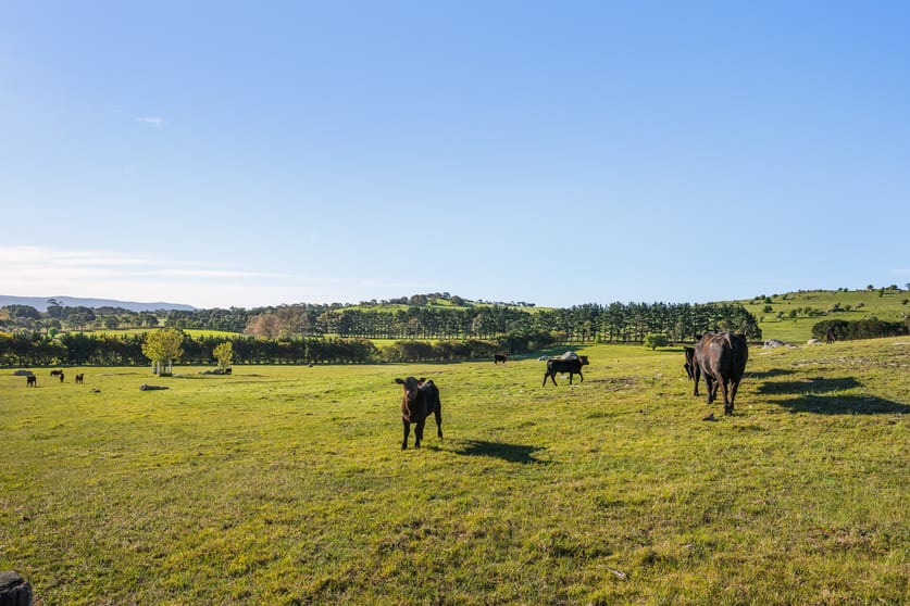 Click to view all images 11191 Nerriga Road Braidwood NSW 2622 - Image 1