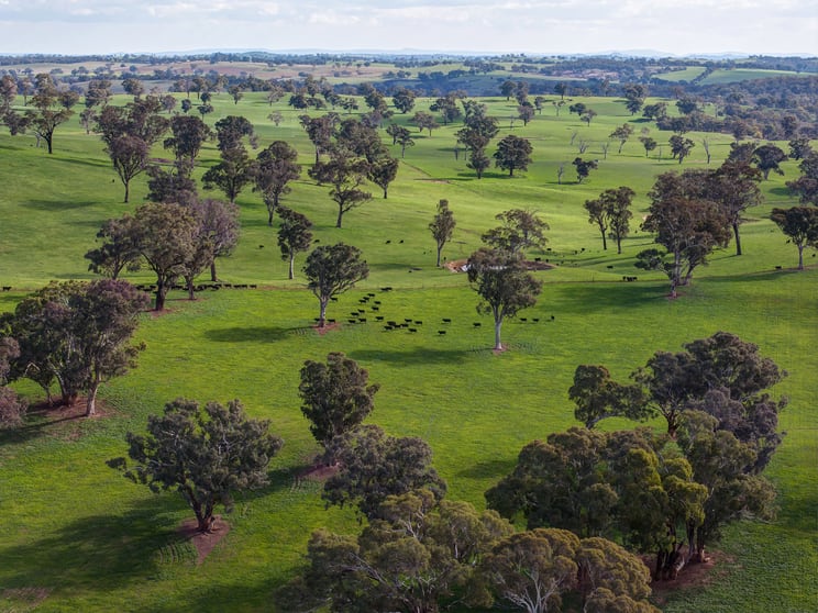 Click to view all images Burnt Yards Road Mandurama NSW 2792 - Image 3