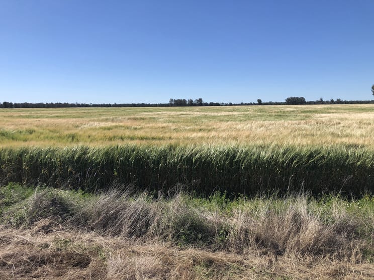 Click to view all images 31850 Cunningham Highway Goondiwindi QLD 4390 - Image 1