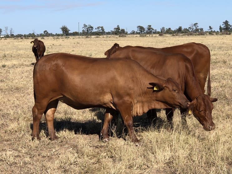 Click to view all images 31850 Cunningham Highway Goondiwindi QLD 4390 - Image 3