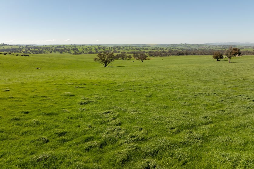 474 Spring Dam Road Coolac NSW 2727 - Image 2