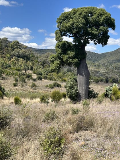 Click to view all images Bunya Mountains QLD 4405 - Image 3