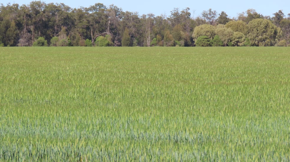 Mirreyah Feedlot Talwood Mungindi Road, Talwood QLD 4496 - Image 3