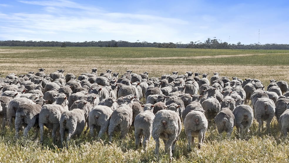 Click to view all images 4910 Mallee Highway Peake SA 5301 - Image 1
