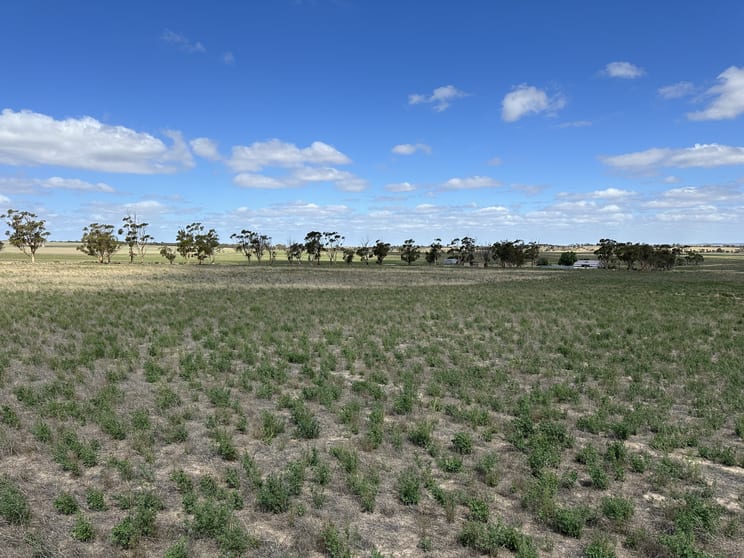 Click to view all images 4910 Mallee Highway Peake SA 5301 - Image 2