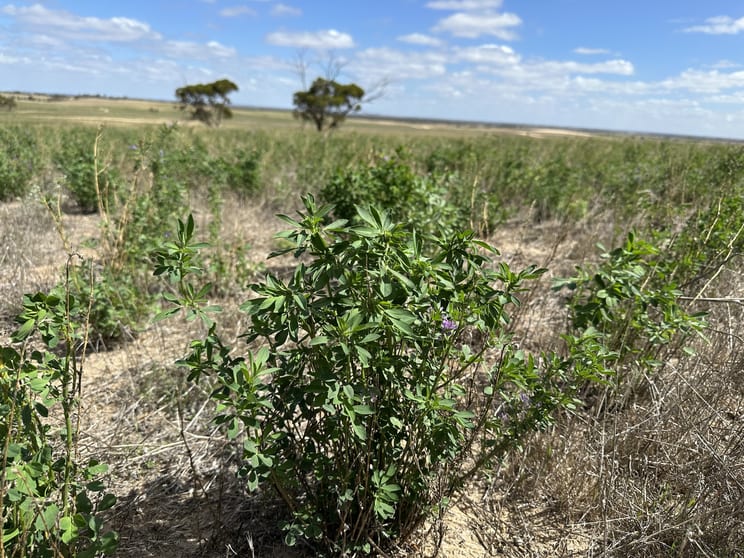 Click to view all images 4910 Mallee Highway Peake SA 5301 - Image 3
