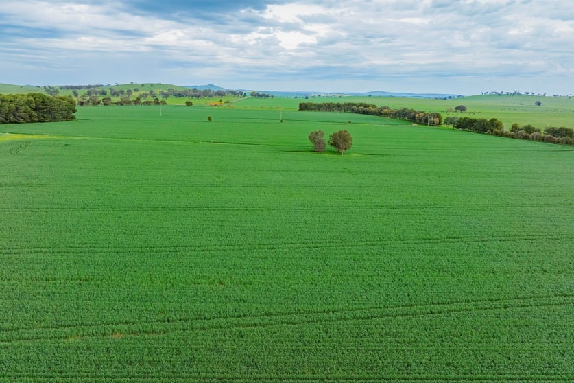 Click to view all images 1329 Berthong Road Young NSW 2594 - Image 2