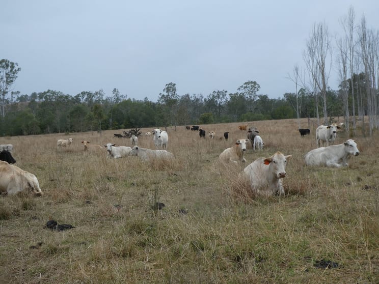 Lot 26 Tenningering Road Good Night QLD 4671 - Image 3