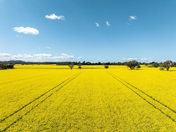 Click to view all images 484 Merri Meric Road Henty NSW 2658 - Image 1