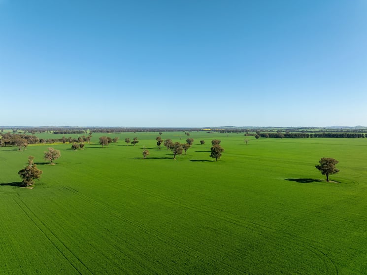 Click to view all images 484 Merri Meric Road Henty NSW 2658 - Image 2